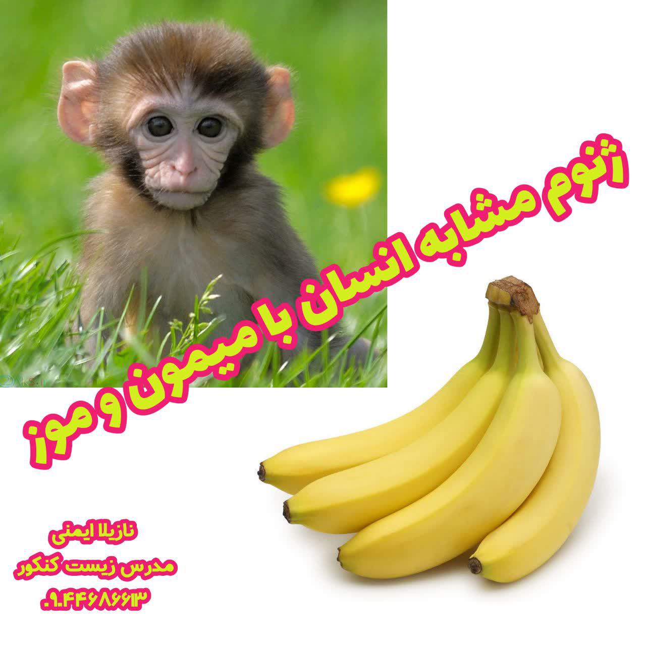 ژنوم مشابه انسان با میمون و موز_vahidimeni.ir
